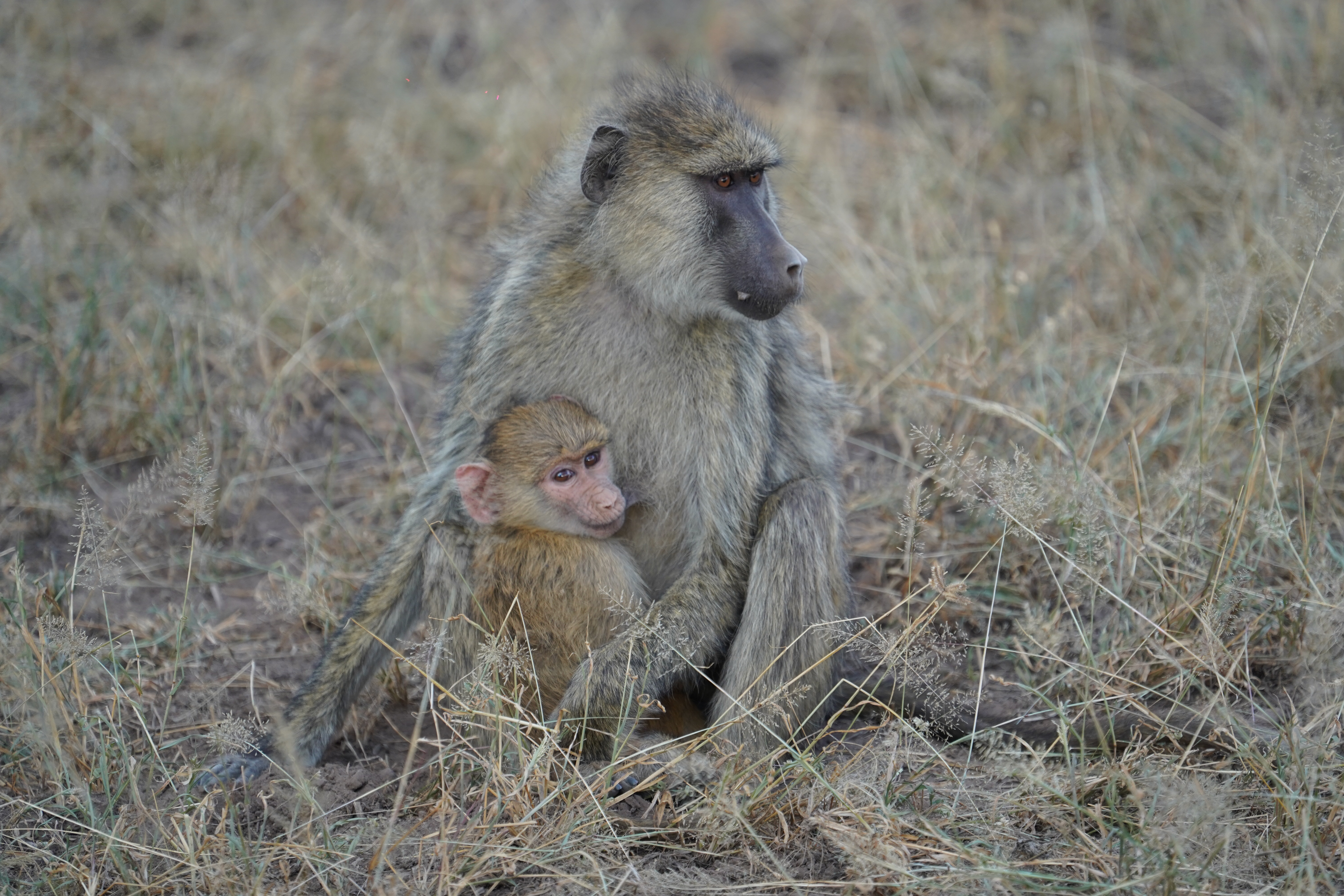 Field Trip Amboseli